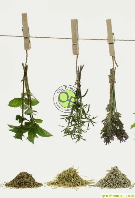 Curso sobre plantas aromáticas y medicinales en Santalla de Oscos