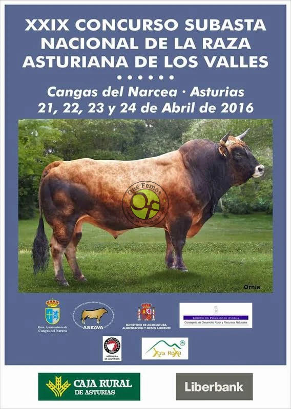 XXIX Concurso Subasta Nacional de la Raza Asturiana de los Valles en Cangas del Narcea