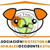 Campaña solidaria en favor de la Protectora de Animales Occidente Astur