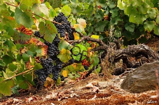 Jornada de Puertas Abiertas en el Museo Etnológico de Pesoz